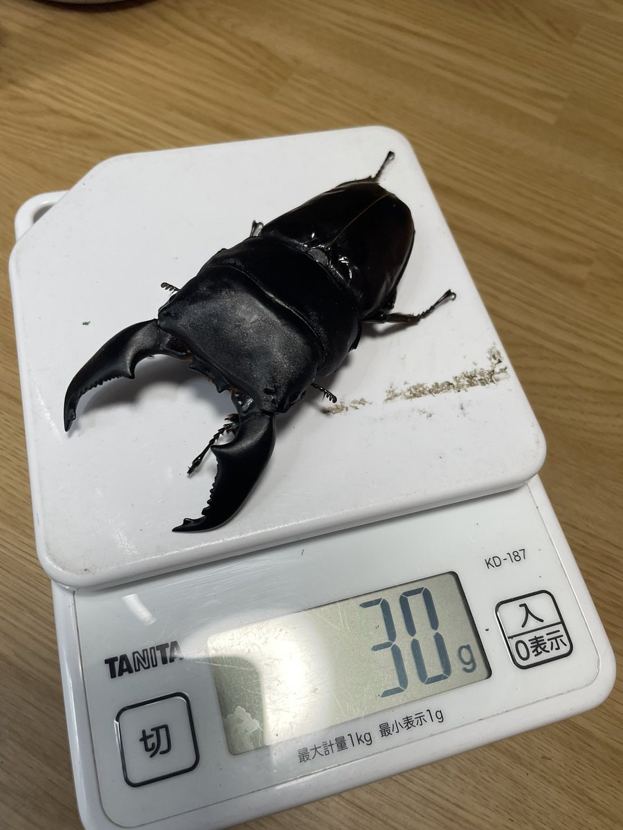 D0uKeSaN_D0rCuS's tweet image. 104.9(kuni/世子)✖️53.1(OAGARI-108.2/ever-GX/kuni108.4)

105.4mm