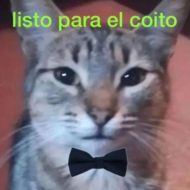 Str4wb3rrysnx's tweet image. m da risa q en todos los buscando mutis o al menos en la mayoría jamás agregan a los de NSFW, onda, casi nadie quiere mutis q se encueren en su tl