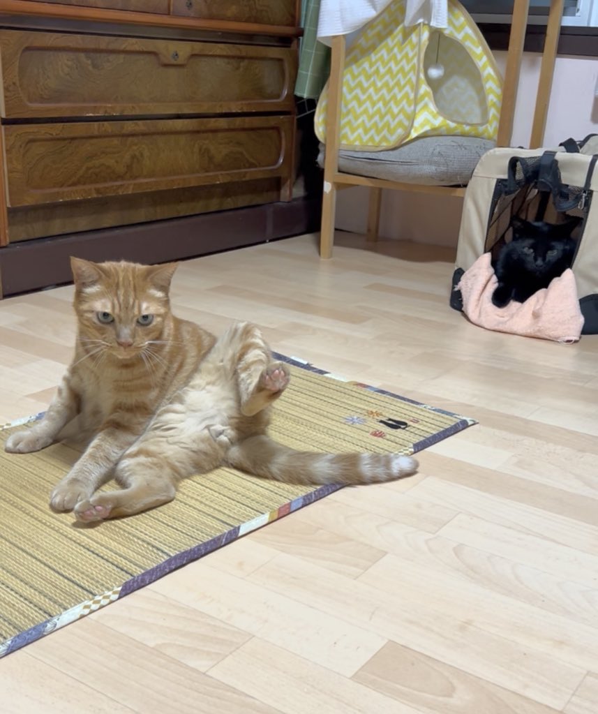 KuloxCha's tweet image. 夏はやっぱヨガでござるわぁ…
呉座だけに✨なんつってね？兄貴‼︎🐈

スベる…
滑走するなて弟よ…🐈‍⬛