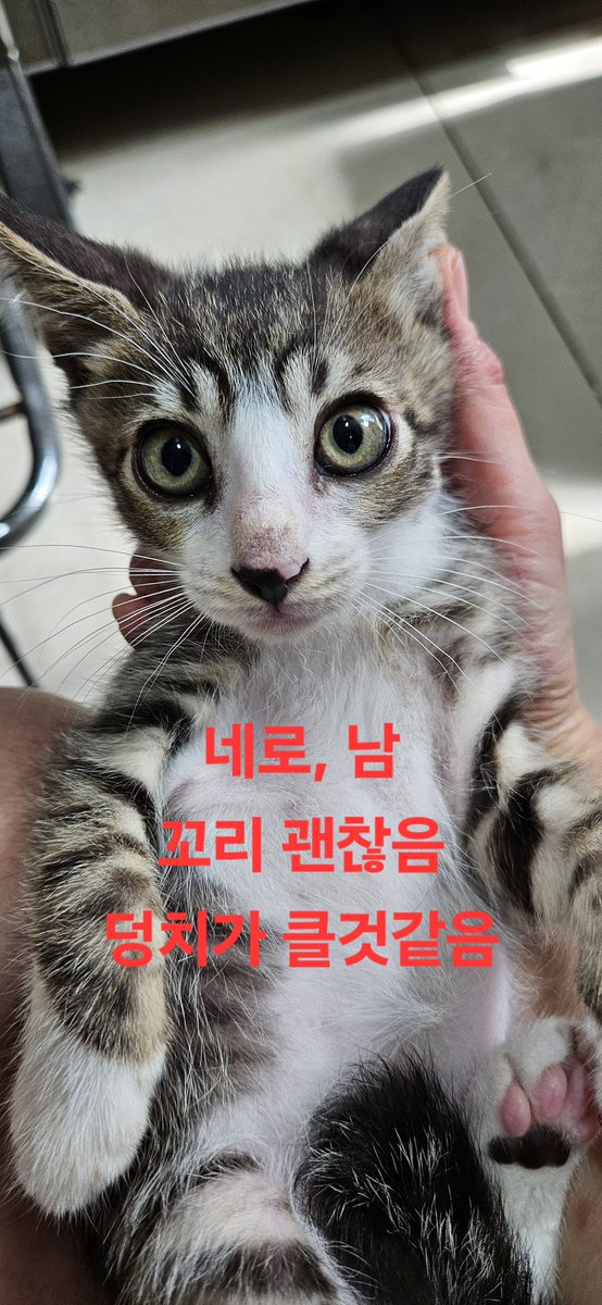 서울 성북구 미아리 재개발 지역에서 구조된 포도의 다섯 자녀들의 입양처를 찾습니다. 구조 후 정성을 다해 보살폈습니다. 하나, 두리, 세리, 네로, 다솜에게 묘연을 느끼는 분들이 나타나길요. 공유 부탁드립니다. 자세한 설명은 아래 타래에.