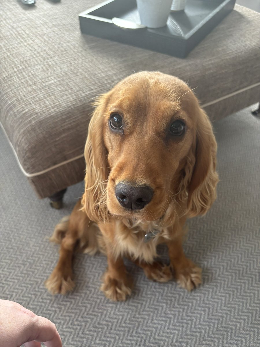 BeTheBestVY's tweet image. Happy weekend to all my listeners and followers from the most beautiful doggy in the whole wide world Bella!
💛🐾