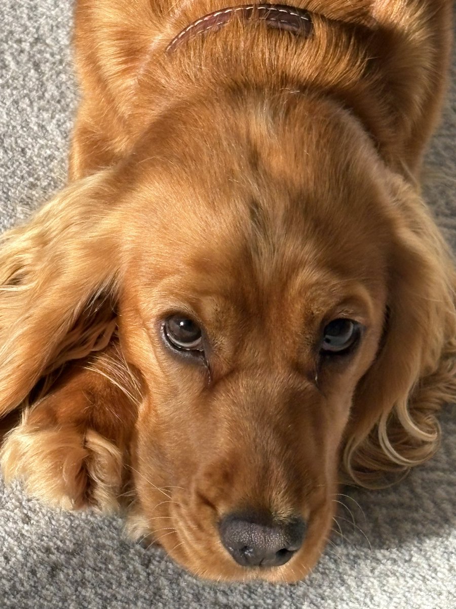 BeTheBestVY's tweet image. Happy weekend to all my listeners and followers from the most beautiful doggy in the whole wide world Bella!
💛🐾