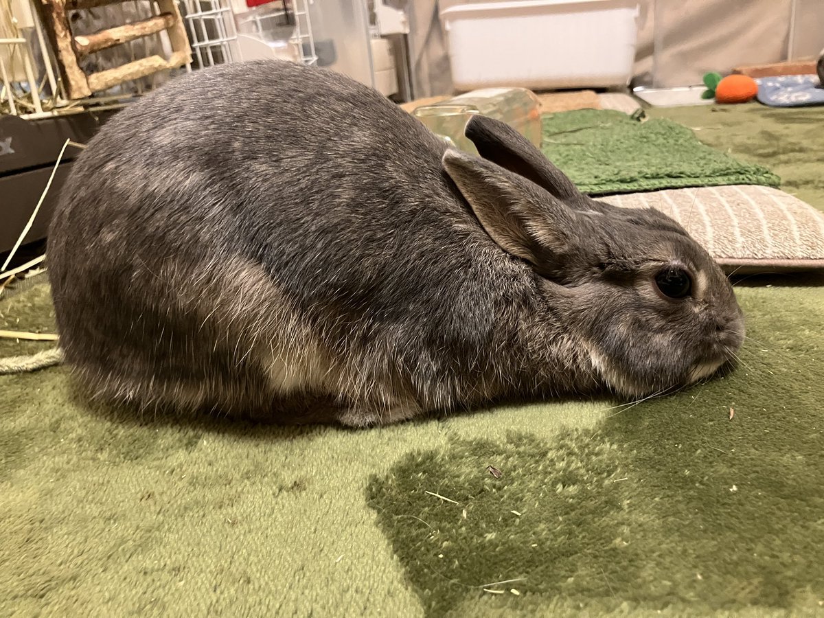 when a bunny hunts its prey... this is the pose they hit.