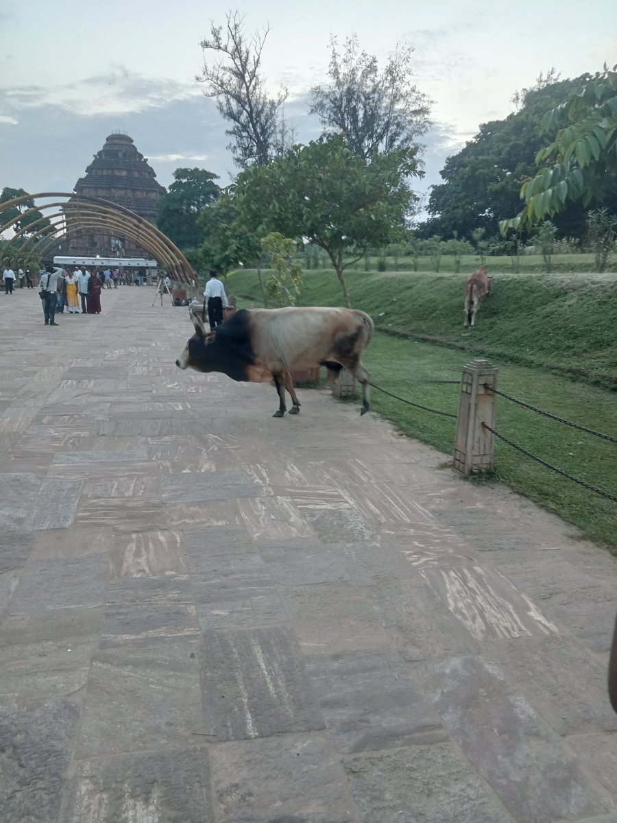 Santosh88512716's tweet image. କୋଣାର୍କ ସୂର୍ଯ୍ୟମନ୍ଦିରରେ ବୁଲା ଷଣ୍ଢ ଙ୍କ ପ୍ରାଦୁର୍ଭାବ ପର୍ଯ୍ୟଟକ ଆତଙ୍କିତ। ଏଥିପ୍ରତି ତୁରନ୍ତ ଦୃଷ୍ଟି @MohanMOdisha @SecyChief @TourismDptt @balwantskalewa7 @dm_puri @JanaSunani @DJ_dibyajyoti @konarknac @PravatiPOdisha @btushar02 @IPR_Odisha @CMO_Odisha @OfficialTeamATA 🙏