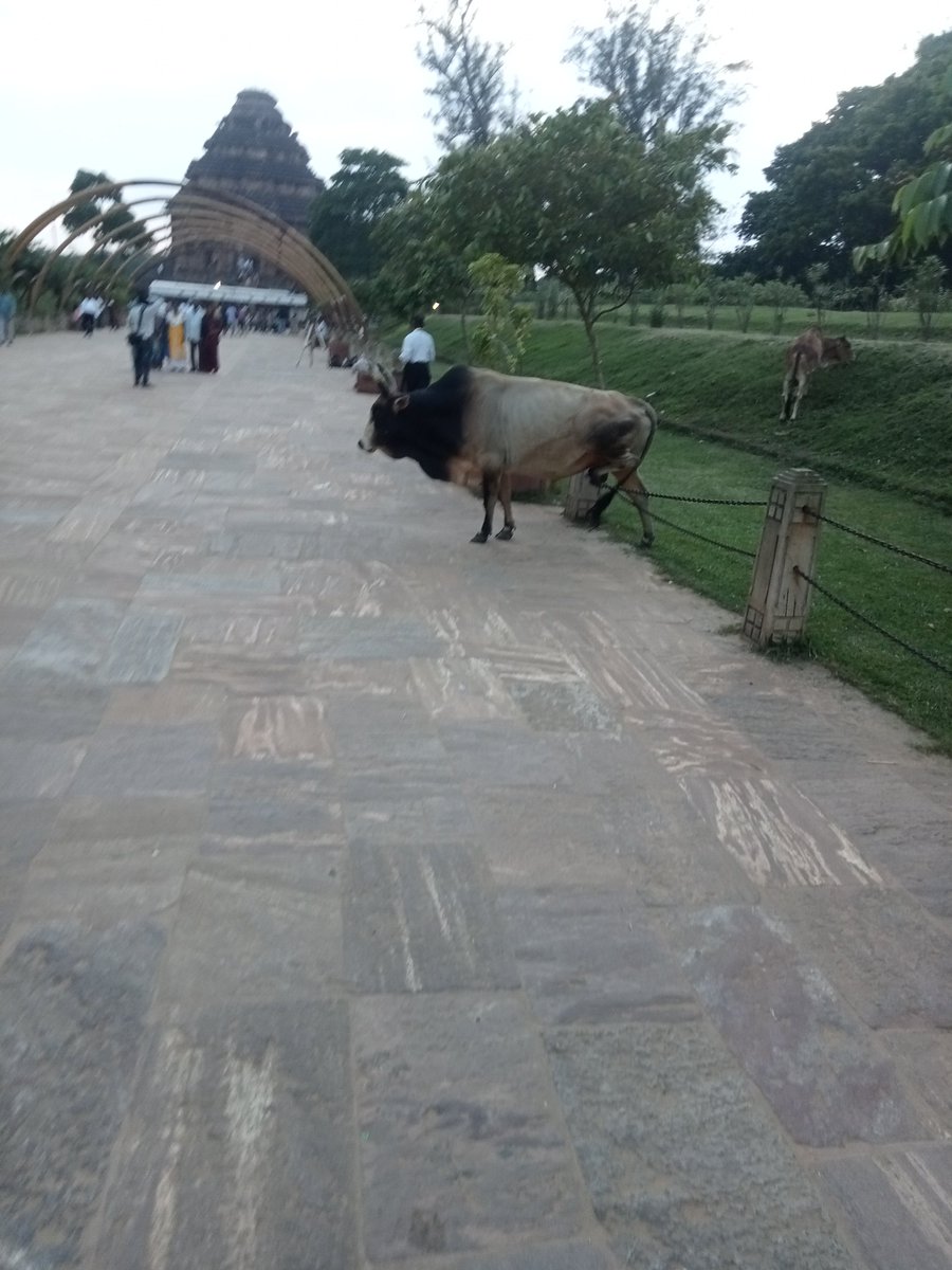 Santosh88512716's tweet image. କୋଣାର୍କ ସୂର୍ଯ୍ୟମନ୍ଦିରରେ ବୁଲା ଷଣ୍ଢ ଙ୍କ ପ୍ରାଦୁର୍ଭାବ ପର୍ଯ୍ୟଟକ ଆତଙ୍କିତ। ଏଥିପ୍ରତି ତୁରନ୍ତ ଦୃଷ୍ଟି @MohanMOdisha @SecyChief @TourismDptt @balwantskalewa7 @dm_puri @JanaSunani @DJ_dibyajyoti @konarknac @PravatiPOdisha @btushar02 @IPR_Odisha @CMO_Odisha @OfficialTeamATA 🙏