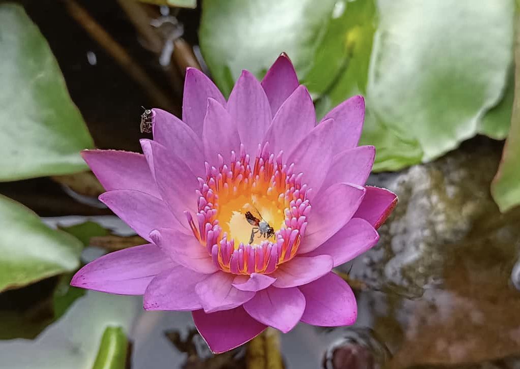 artoverasters's tweet image. Can’t blame the bee for falling in love here🪷