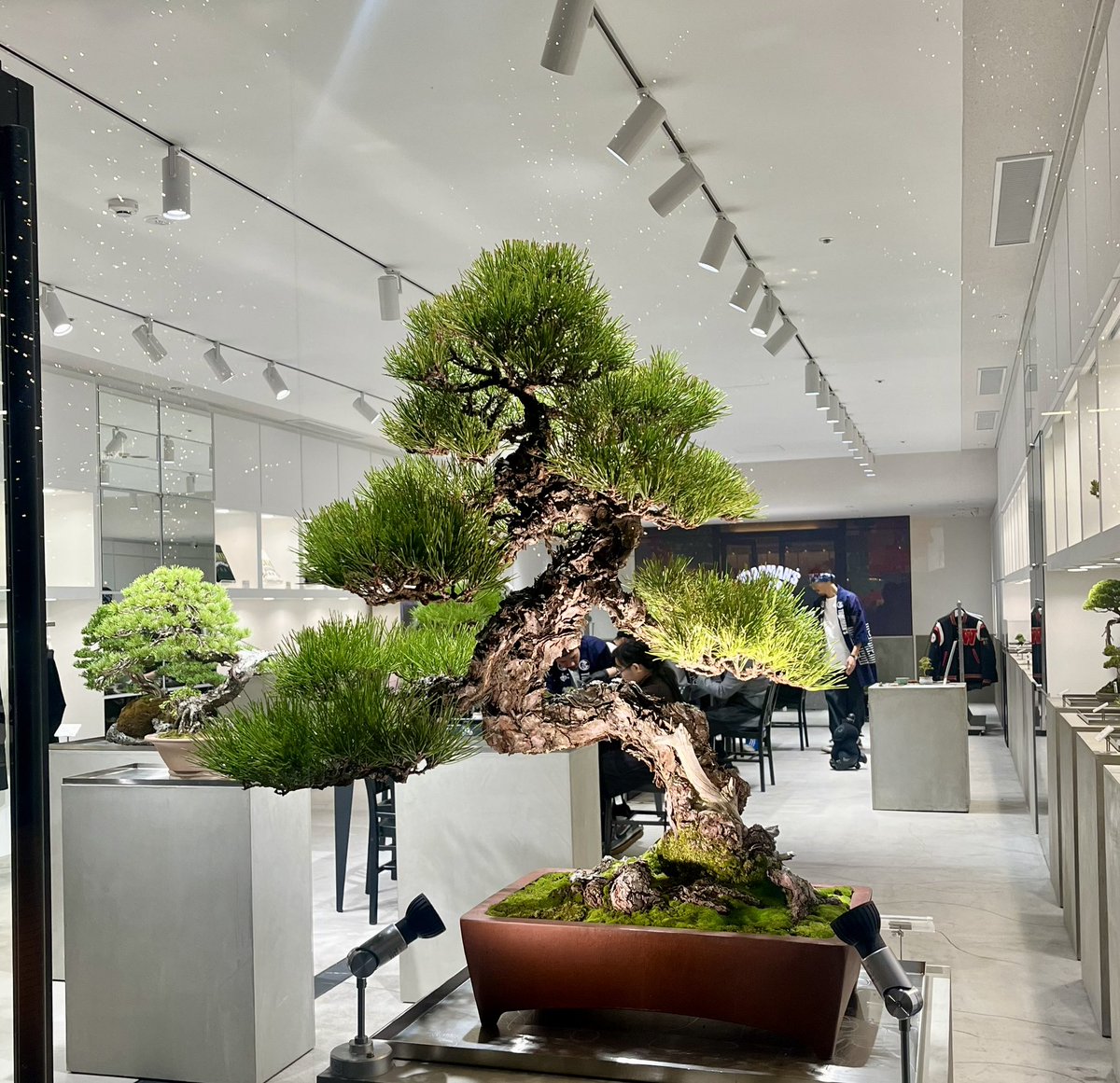 <a href="/Tokyonobo/">Tokyonobo</a> My visit to #Japan last year was all  about sighting the curated pines all over. In little home gardens, the imperial palace grounds, at pagoda premises and then serendipitously at a bonsai workshop at Chome Marunouchi