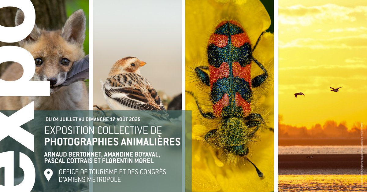 [ #IdéeSortie 📸 ] Fenêtres sur faune : exposition de photos animalières à l'Office de tourisme d'Amiens
📅 Jusqu'au dimanche 17 août 2025
🕙 Du lundi au samedi de 9h30 à 18h30 et le dimanche de 10h à 12h et de 14h à 17h
📍23 Place Notre Dame