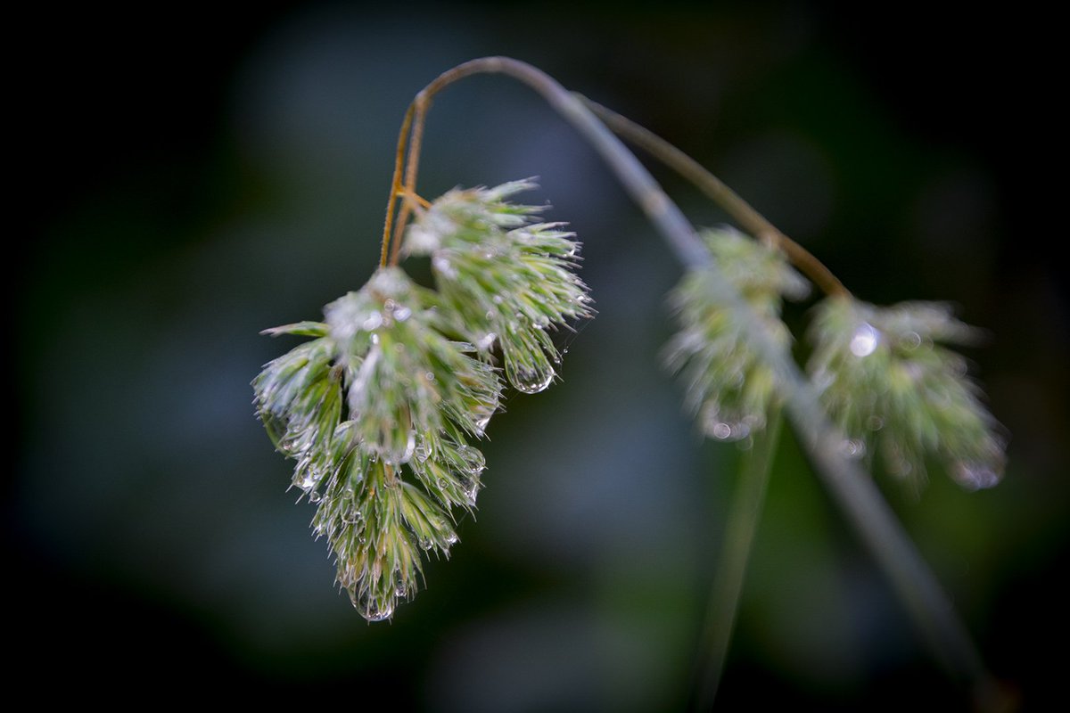 FotoGraaGH's tweet image. GM
"The true art of memory is the art of attention."
-Samuel Johnson
#Photography is pure and I do it with attention 📸
Enjoy the weekend 🤍