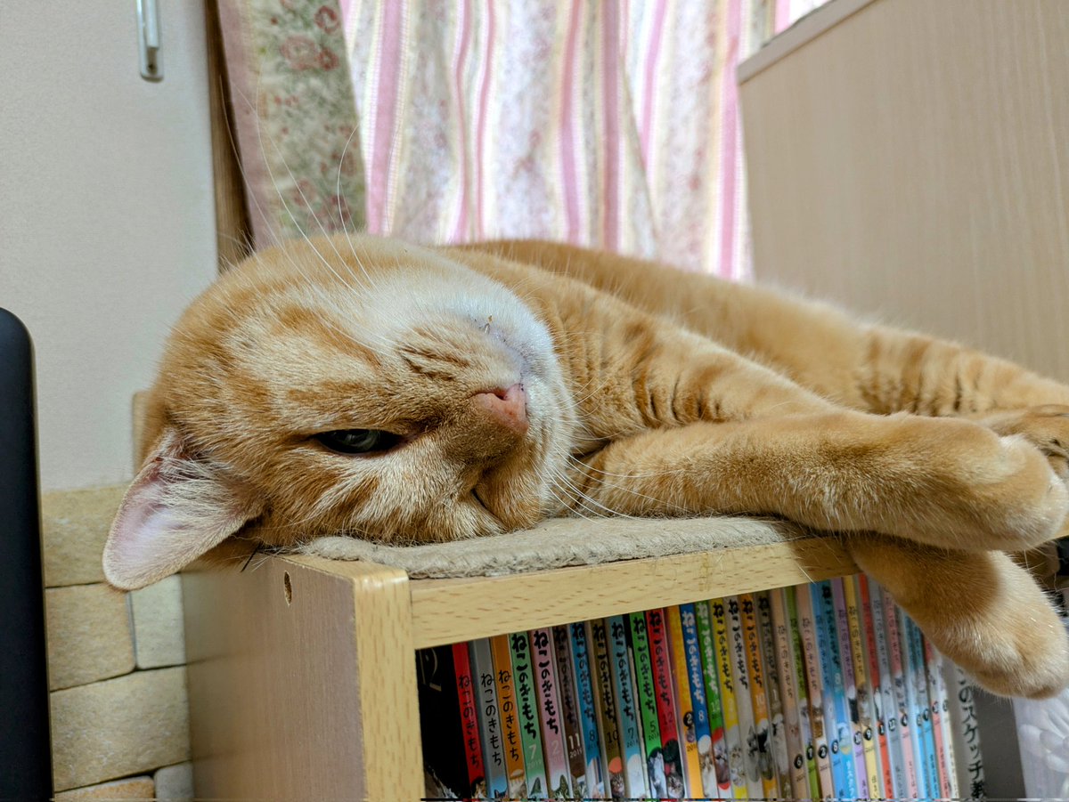 torakoland's tweet image. 今日は恒例の母の通院日で午前中は終了です。午後はトラ子と庭猫のご飯とオヤツをホームセンターへ買いに。しかしホタテ高すぎるよ〜💦