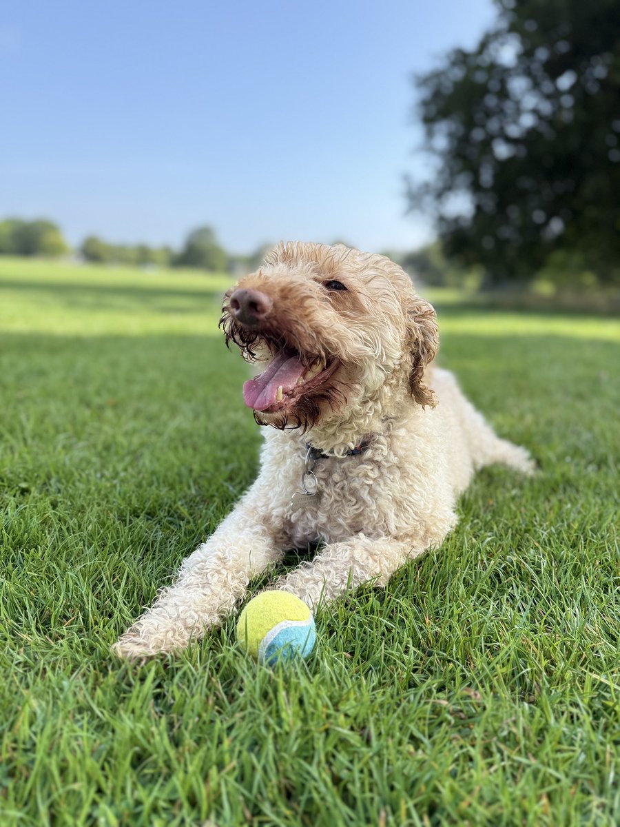 Matt Webley (@mrwebleyteach) on Twitter photo Trying to tire them out on the beautiful Stray in #harrogate yesterday. The dog much easier to tire than the children! 🤣 #summerholidays #FamilyFun #Family Trying to tire them out on the beautiful Stray in #harrogate yesterday. The dog much easier to tire than the children! 🤣 #summerholidays #FamilyFun #Family