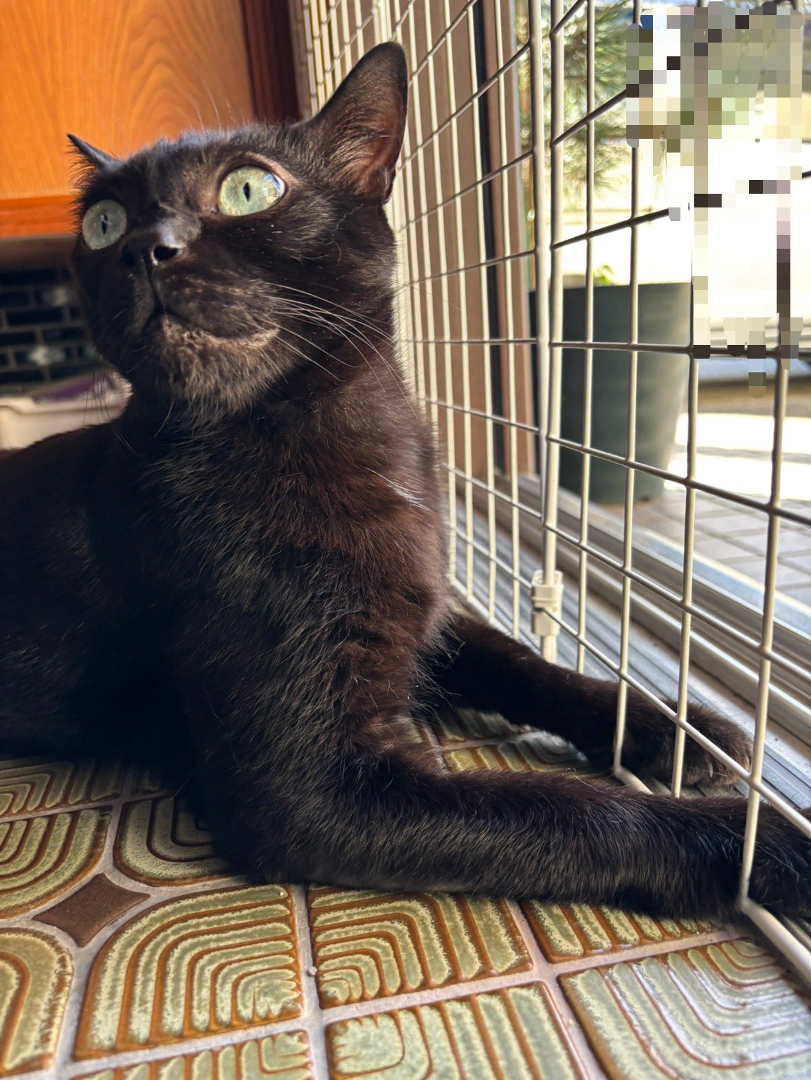 黒猫 2 ニシカワアイ on X: 