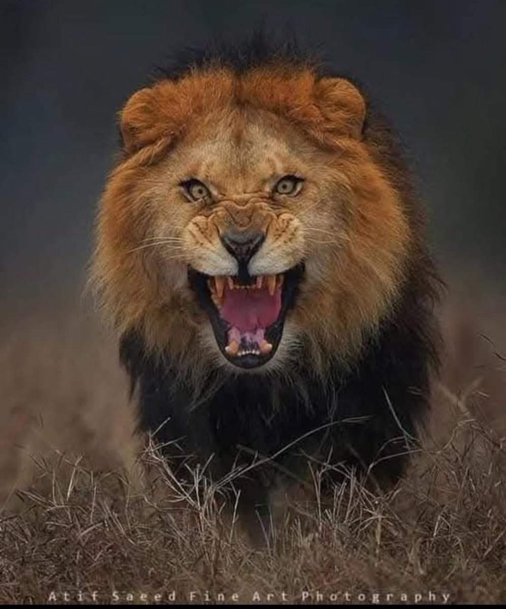 craftyclaude's tweet image. Happy Roaring Friday night. Have a great weekend. πβ€οΈβ¨οΈπΈπ€β€οΈβ€οΈπΎ #EqualViewingForAll #TheInfamousUnseen #HumaneWorldForAnimals