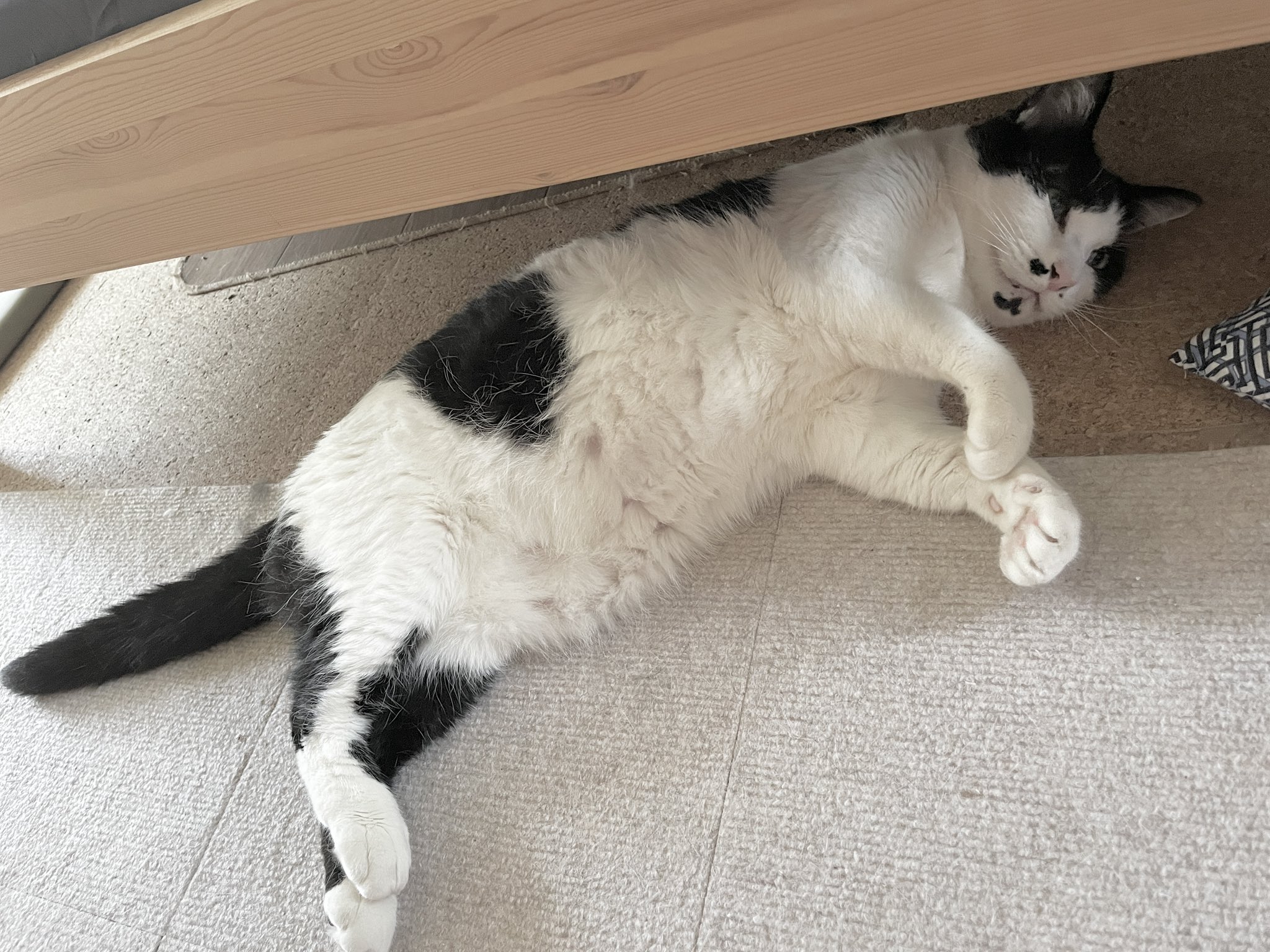ねこ Amazon.co.jp: JEKCA ジェッカブロック 灰色猫 07S-M03