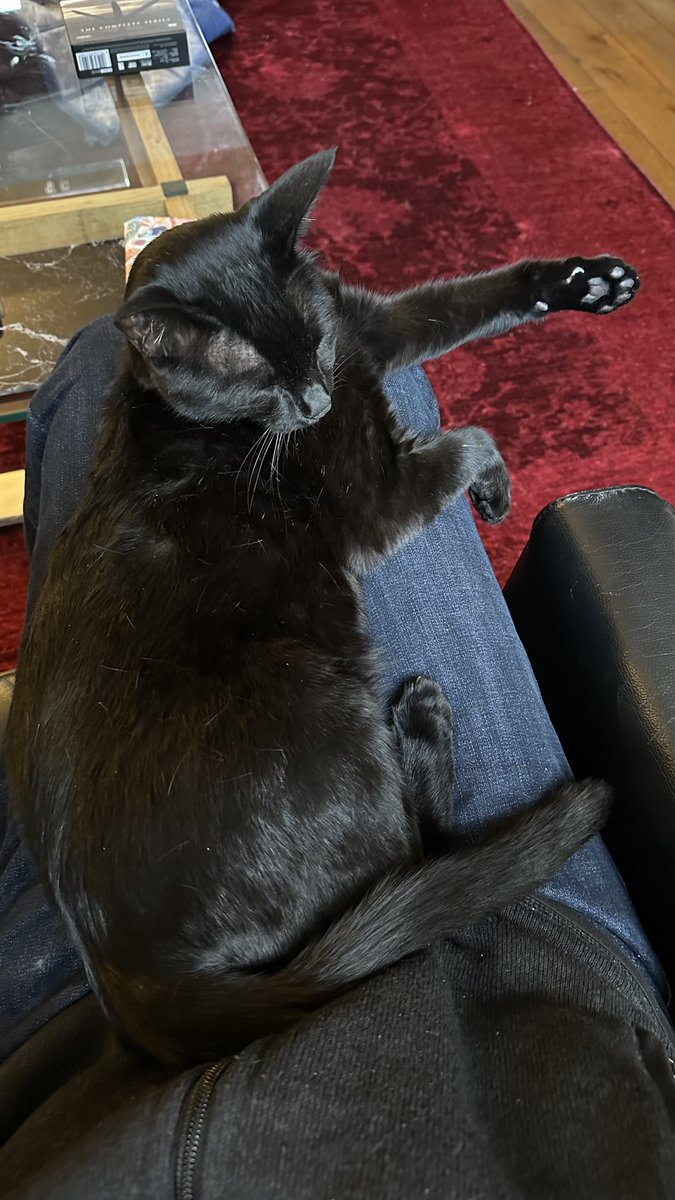 RolfatWarwick's tweet image. Rolf report 26 July: At dinner time, my main duty is to interfere with humans and their meals. Sometimes just to show how nonchalant I am about it, I throw a paw out to the side. Rolf x