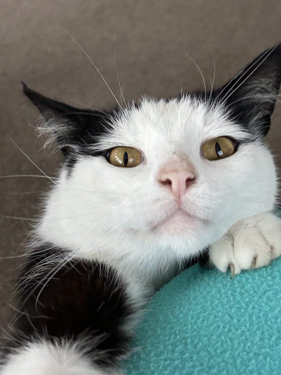 vanessa_c_clark's tweet image. Happy #Caturday from Hissing Sid, now give me more Dreamies.