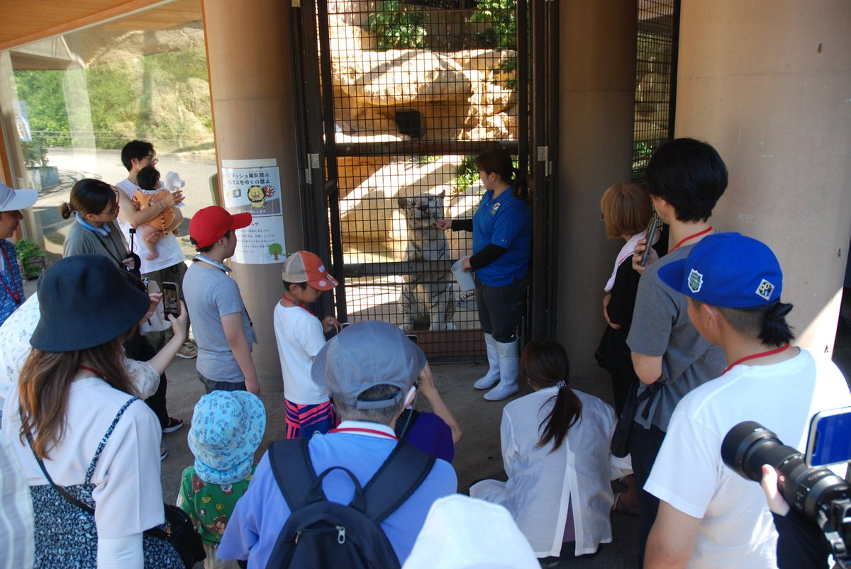ishikawazoo_jp's tweet image. 本日、当園初となる「トラの日」のイベントを行いました🐯
暑い中でしたが、たくさんの方にご参加いただきました。
毛皮や頭骨など、普段は触れない標本にみなさん興味津々で触ったり、写真を撮ったりと大変喜ばれました。
#いしかわ動物園
#トラの日
#ベンガルトラ
#ホワイトタイガー 
#アムールトラ