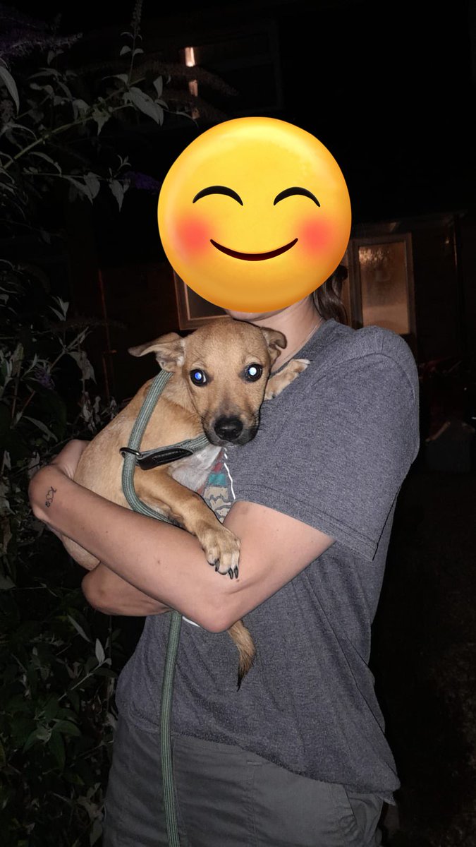 GillyMeeky's tweet image. Little Jack arrived at the rescue through the night. He will be off to his adopters soon ❤️❤️❤️❤️