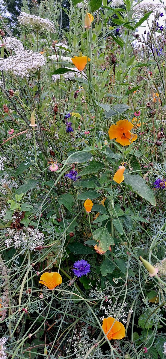 steffanberlin's tweet image. Wunderschöne Blumenwiese 🐝🦋
