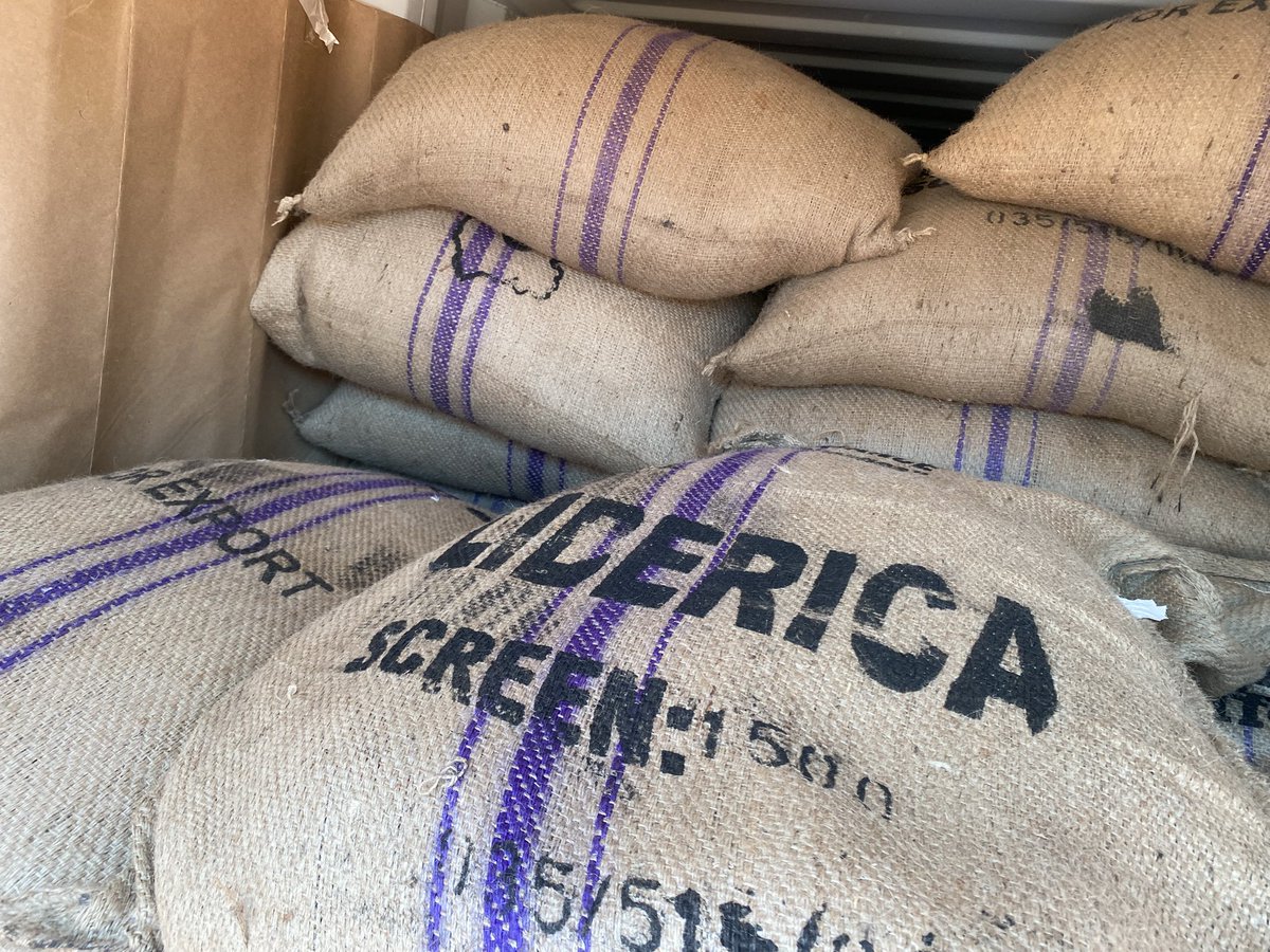 Muganzisecure's tweet image. Did you know that apart from arabica and robusta, Uganda had another coffee type called Liberica? . This coffee variety has capacity of getting over 100kgs of dry cherry per plant. 
And we take pride in being the first to have exported a full container of this coffee type from Ug