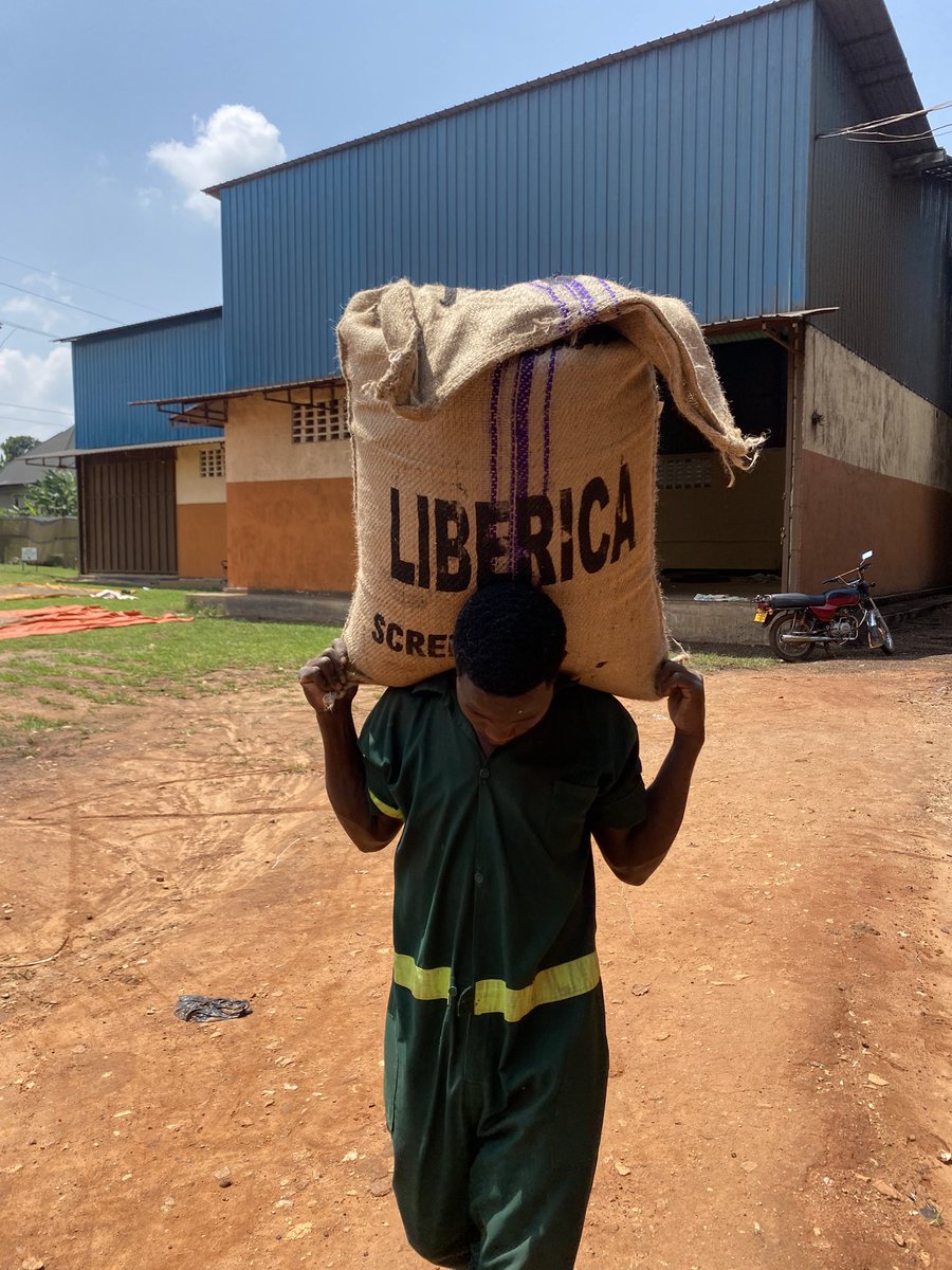 Muganzisecure's tweet image. Did you know that apart from arabica and robusta, Uganda had another coffee type called Liberica? . This coffee variety has capacity of getting over 100kgs of dry cherry per plant. 
And we take pride in being the first to have exported a full container of this coffee type from Ug