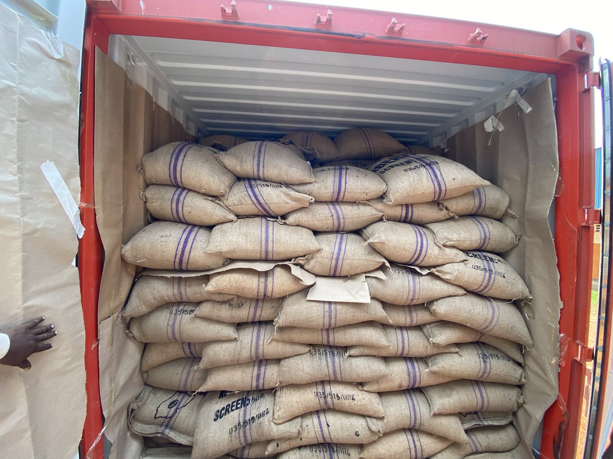 Muganzisecure's tweet image. Did you know that apart from arabica and robusta, Uganda had another coffee type called Liberica? . This coffee variety has capacity of getting over 100kgs of dry cherry per plant. 
And we take pride in being the first to have exported a full container of this coffee type from Ug