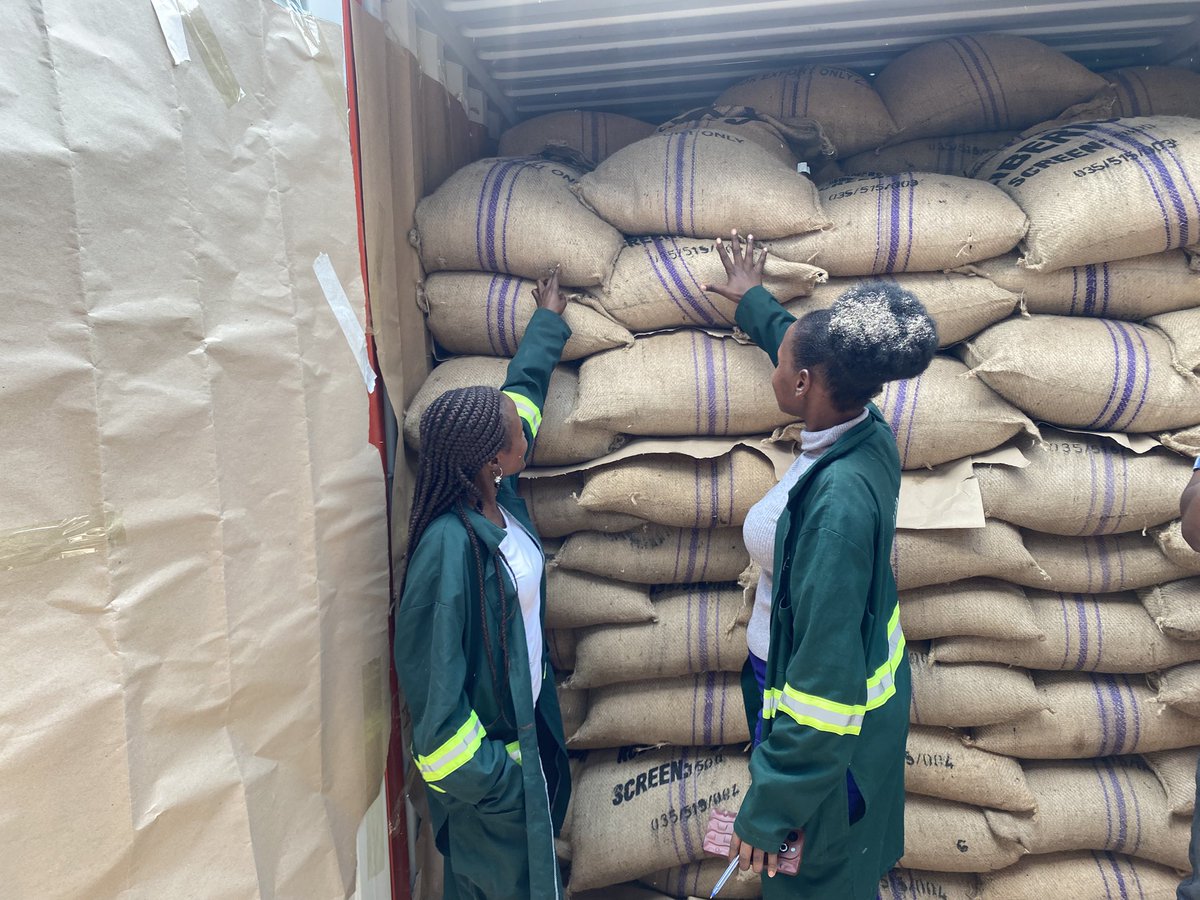 Muganzisecure's tweet image. Did you know that apart from arabica and robusta, Uganda had another coffee type called Liberica? . This coffee variety has capacity of getting over 100kgs of dry cherry per plant. 
And we take pride in being the first to have exported a full container of this coffee type from Ug