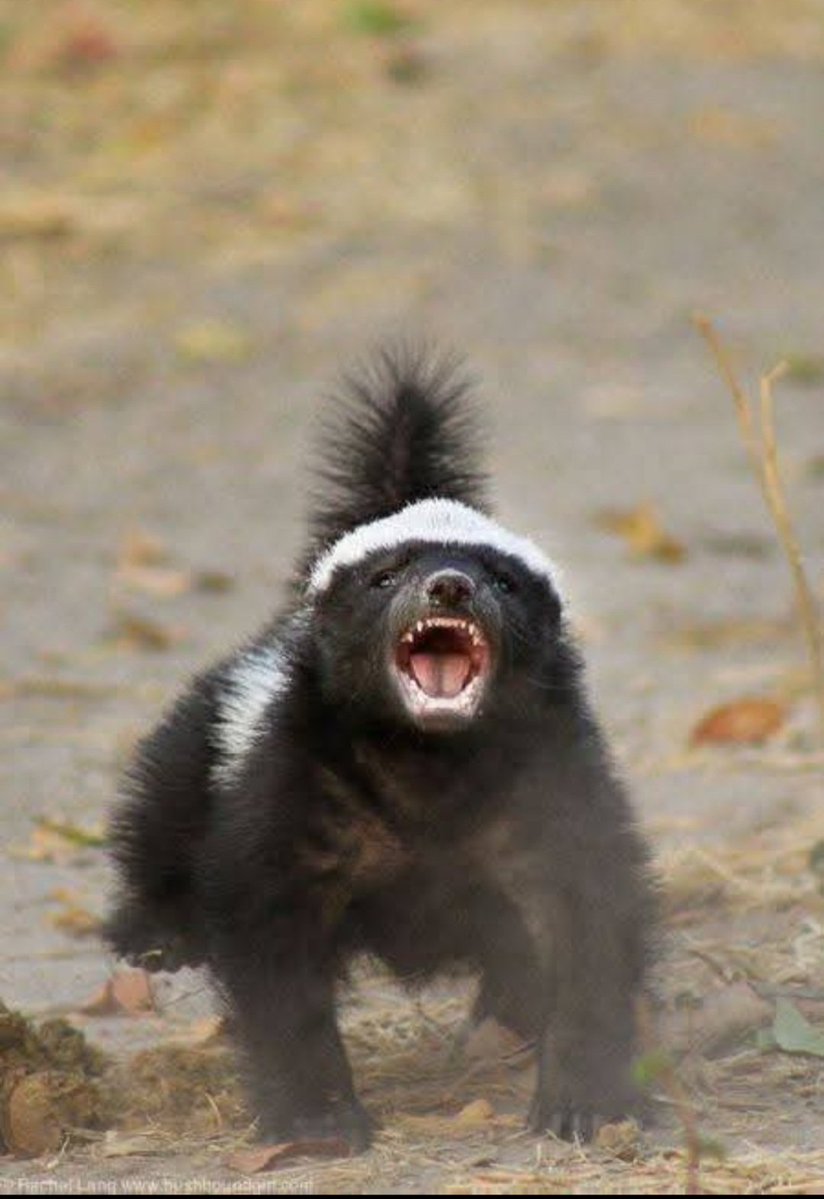 craftyclaude's tweet image. This little fellow is telling me that I forgot to call an overtime on this Roaring Friday. I have one more to go for tonight. πβ€οΈβ¨οΈπΈπ€β€οΈβ€οΈπΎ #EqualViewingForAll #TheInfamousUnseen #HumaneWorldForAnimals
