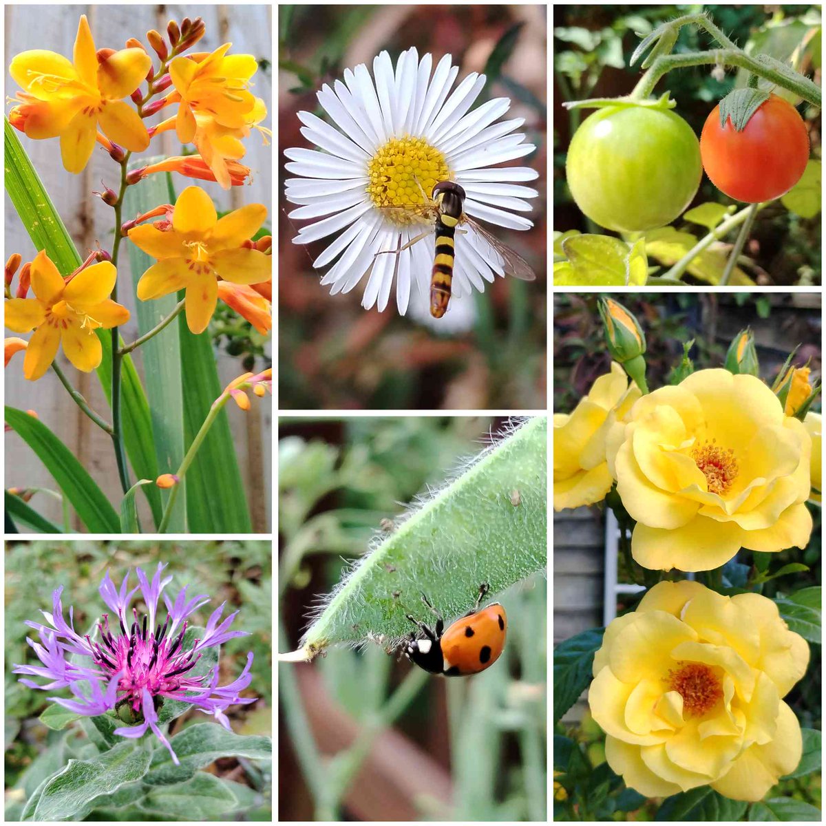 GraemeEdwards1's tweet image. In today's #SixOnSaturday... Crocosmia, Mexican fleabane, an almost ripe Tomato, a fragrant Rose, a ladybird & a perennial Cornflower onemanandhisgardentrowel.wordpress.com/2025/07/26/six…