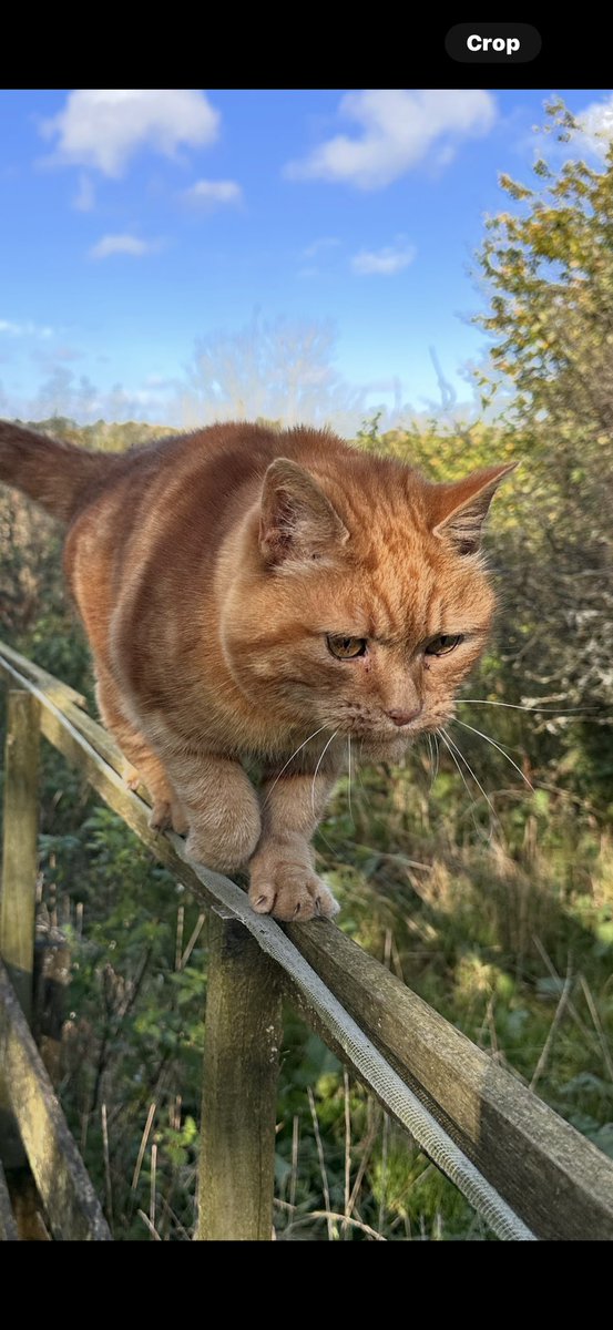 Cosmicbrigade's tweet image. Itβs #Saturday or is it #Caturday