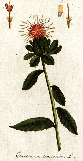 JeanMarcBECHE's tweet image. Jour républicain du CARTHAME (plant epineuse proche des chardons ?) ce 8 THERMIDOR an 233 du calendrier révolutionnaire et aussi 26 juillet de 2025 après JC  🏛📅🇨🇵🌺🤔