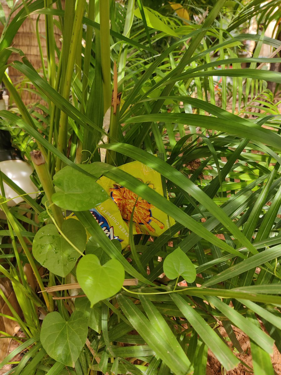 public_pulseIN's tweet image. This picture is from my colony garden.
Forget the civic sense, Indian parents have failed at teaching kids the basics-don’t litter.
And this is a “good” housing society
If this is the standard at the top, what example are we setting for the rest?
Kaise banega India #swachh?
