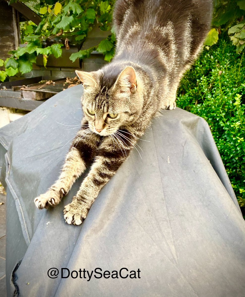 Looking forward to a lazy #Caturday. #cats #CatsOfTwitter