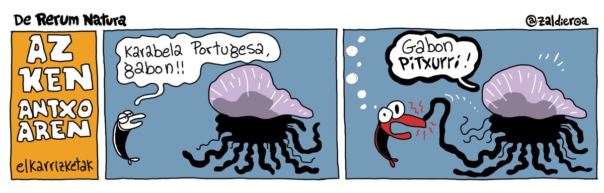 Gaurko zinta <a href="/berria/">Berria.eus</a> n, karabela portugesa.