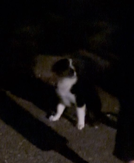 chroniclekats's tweet image. The cutest little puppy followed me to the bus stop, was chatting with the owner and she goes: “you’re trans, aren’t you? I use she/they pronouns. he likes queer people more than straight people.”