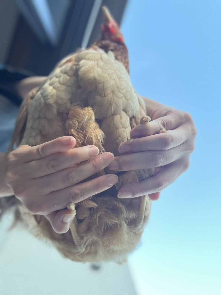 mii11119's tweet image. 足でぎゅっとしてる🥰