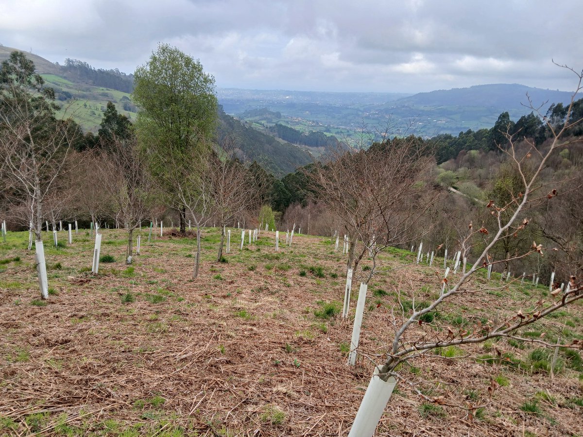 perbaxo's tweet image. Este monte repoblado con hayas se encuentra en la parroquia gijonesa de Llavandera.
Hace diez años era un eucaliptal y estaba muy degradado.
La actuación del Ayuntamiento de Xixón ha revertido la situación y hoy los manantiales vuelven a tener caudal y la biodiversidad crece.