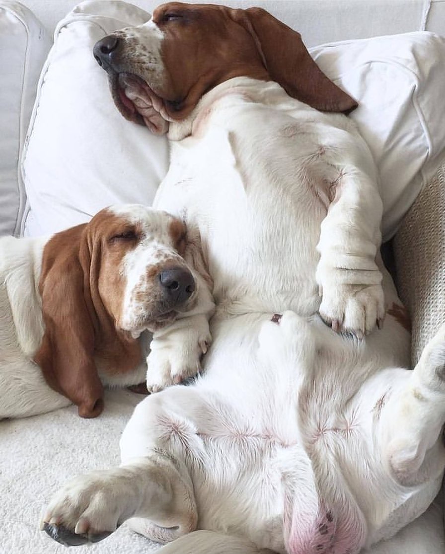 CarlosMerritte's tweet image. Sleeping Beauty.What a lovely picture😍😍
#BassetHound #HoundLife #BassetLove #BassetPaw #DogsofTwitter #BassetHoundLoverUSA