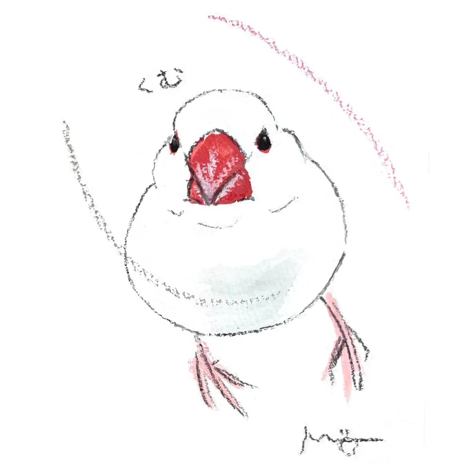 かわいらしい正面顔の白文鳥さんです ご紹介できてなかった先日の小鳥ガーデンでのオーダーイラストです