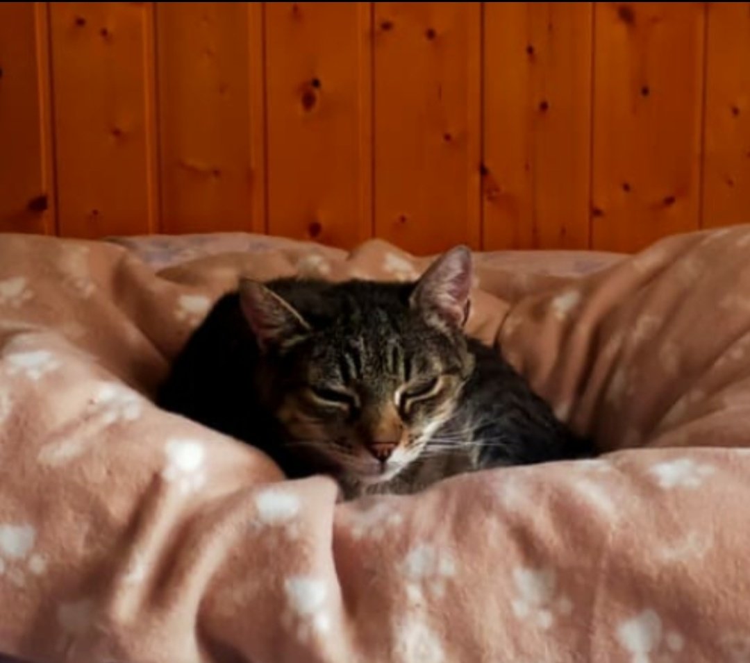 Gianna2119's tweet image. July 26,2025
15° C
It's raining and for my Lory it's winter: sunk in his duvet.
#Caturday