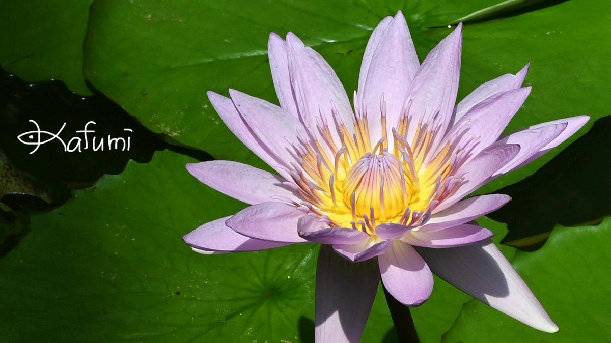 Waterlilies And Lotuses 蓮・睡蓮 ハス スイレン filter:images 咲く