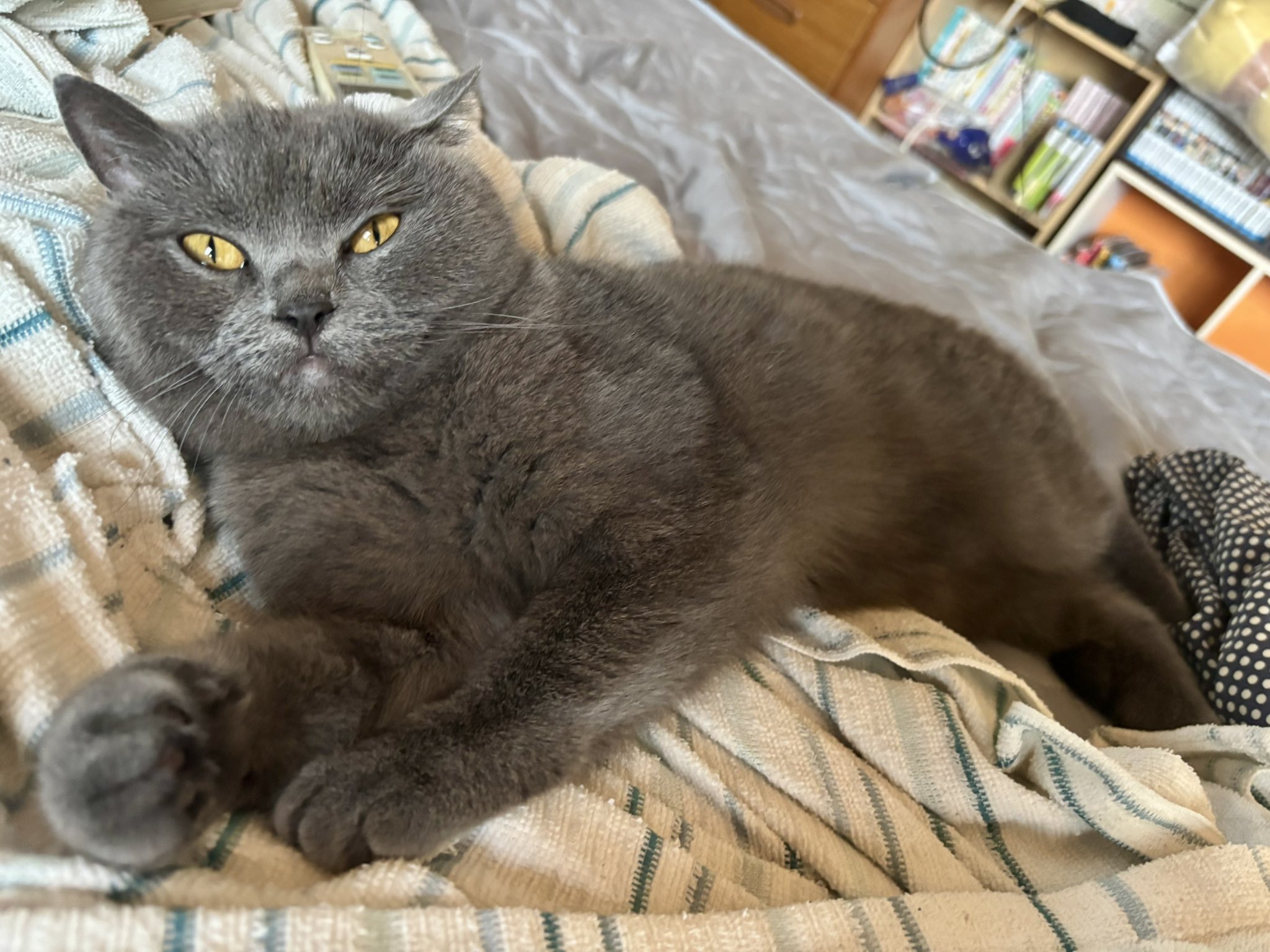 ♡ねむり猫様確認ページ♡ ネコ様確認ページ