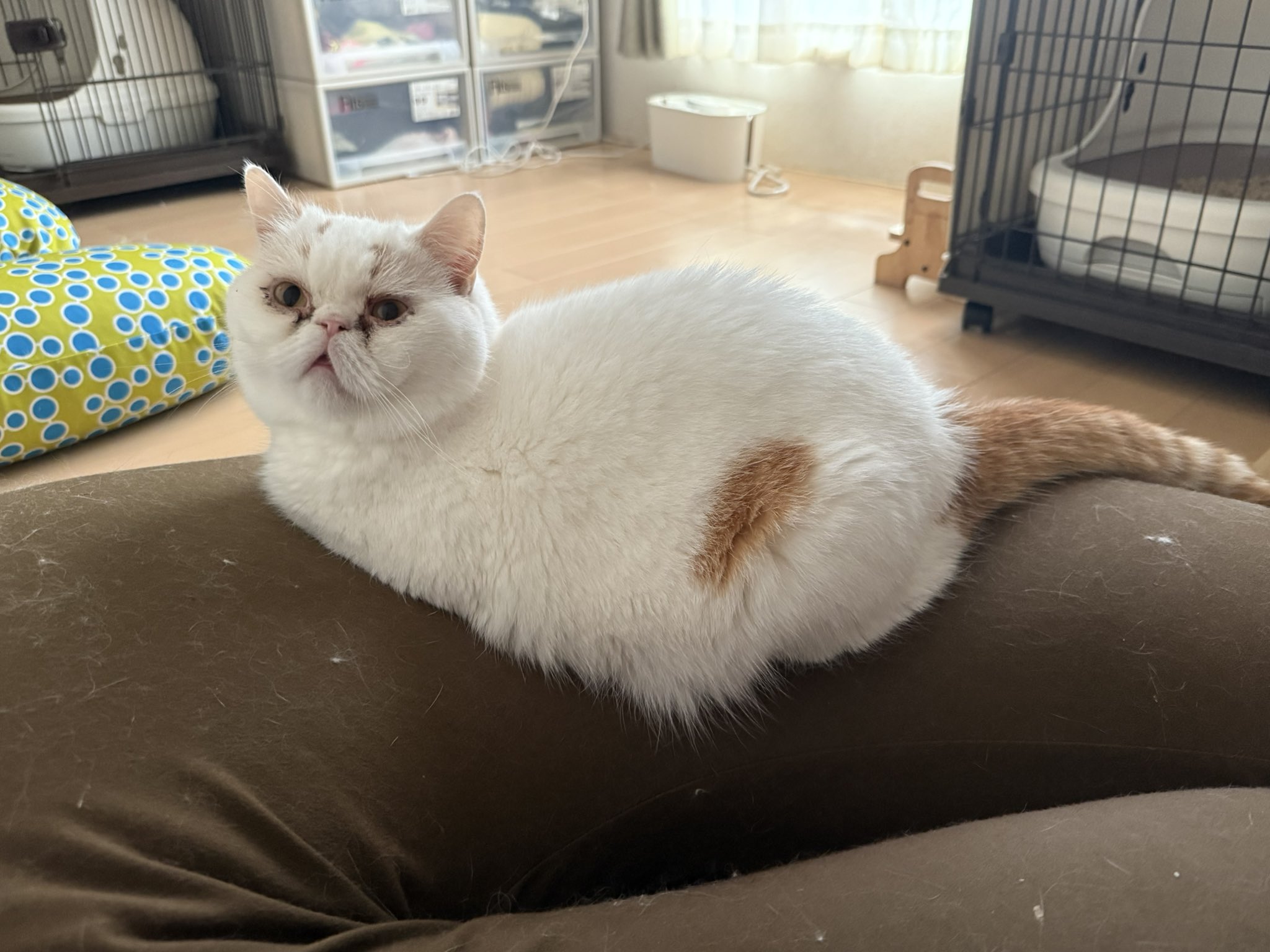 きじとらねこ64 (@Kijitoraneko64) / X