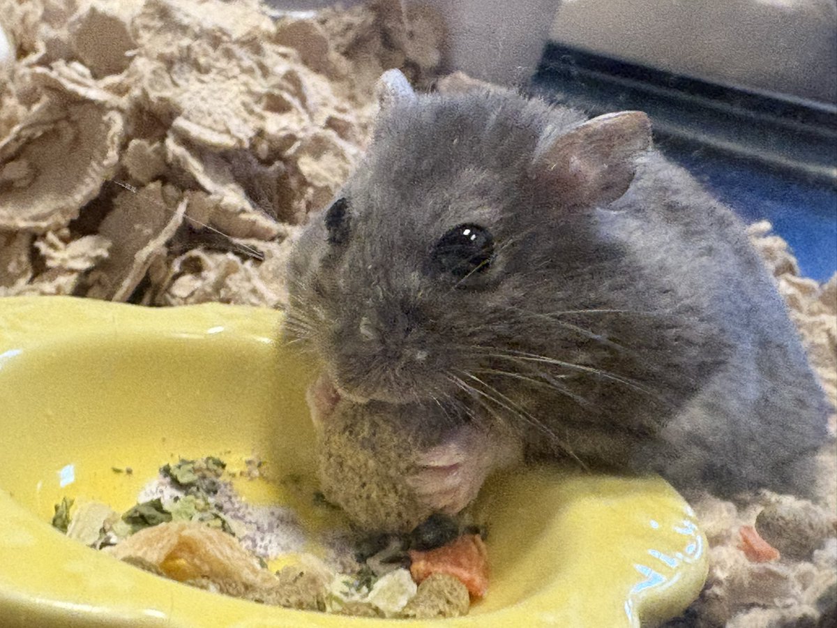 Pch___10's tweet image. お皿の上だとコロコロ滑るけど、この大きいペレット美味しいんだぁ♪
