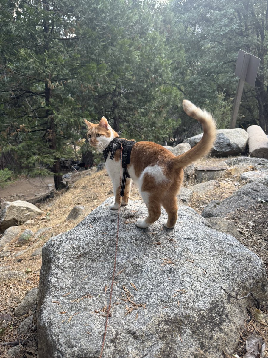 BTC_Elementary's tweet image. Nala likes walks