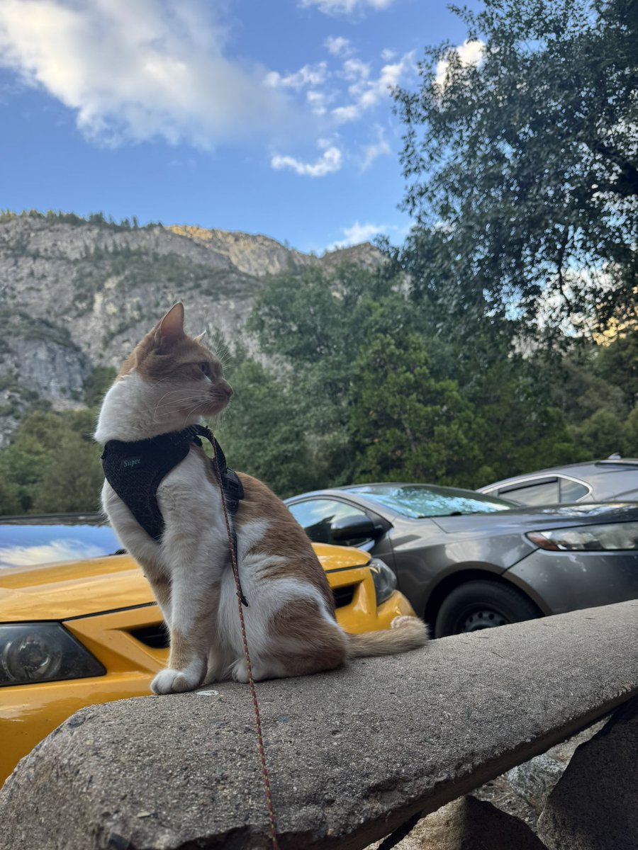 BTC_Elementary's tweet image. Nala likes walks