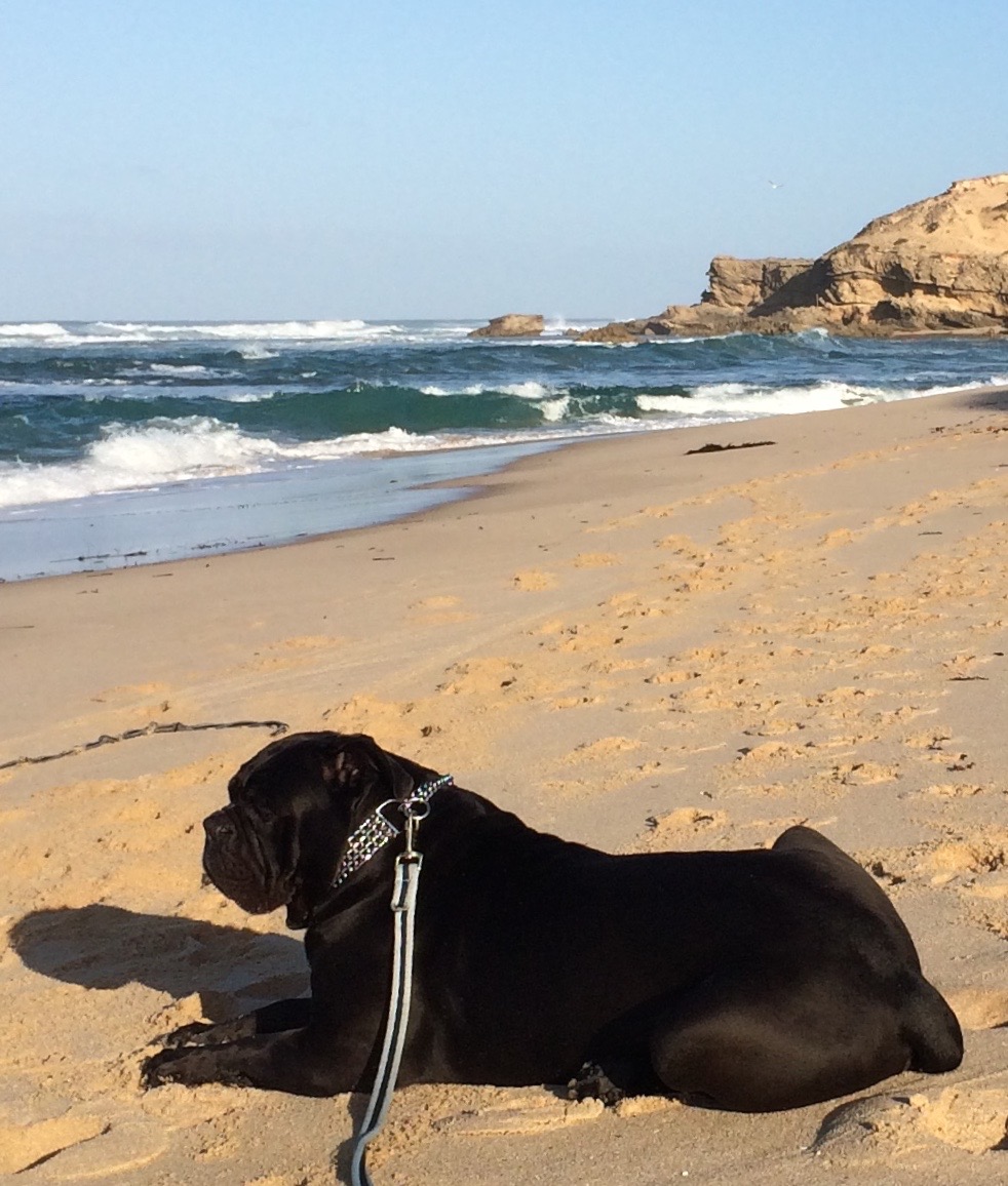 whaler_michael's tweet image. Boston relaxing - Sorrento Back Beach VIC