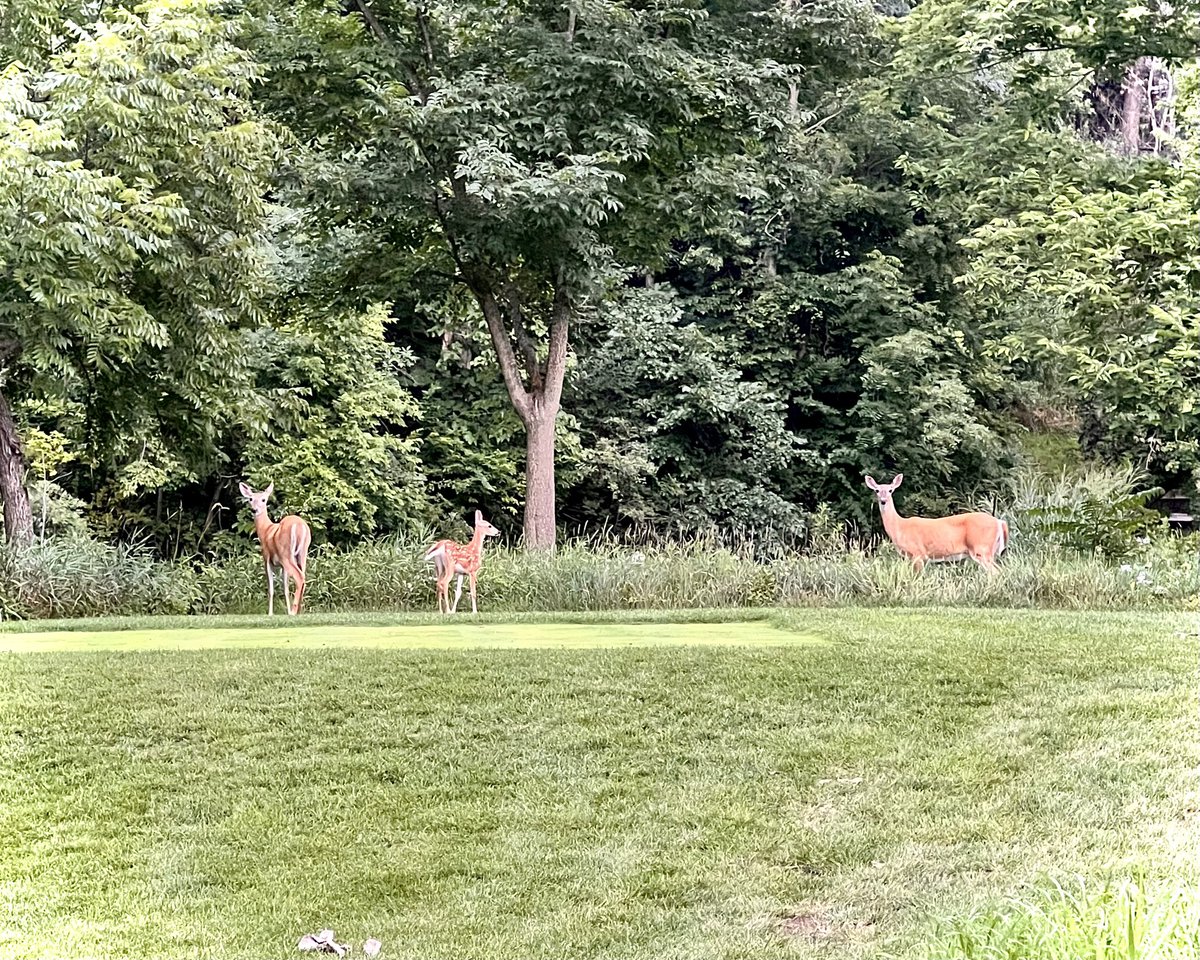 Tim Barcz (@timbarcz) on Twitter photo I played Oak Hills (Tillinghast) which is land locked by neighborhoods. The course had an immense amount of wildlife on it. It was clear the wildlife called the course home and added to the experience.
Similarly, I regularly see deer out on <a href="/TheCRCC/">CR Country Club</a>, like tonight and I love it!! I played Oak Hills (Tillinghast) which is land locked by neighborhoods. The course had an immense amount of wildlife on it. It was clear the wildlife called the course home and added to the experience.
Similarly, I regularly see deer out on <a href="/TheCRCC/">CR Country Club</a>, like tonight and I love it!!