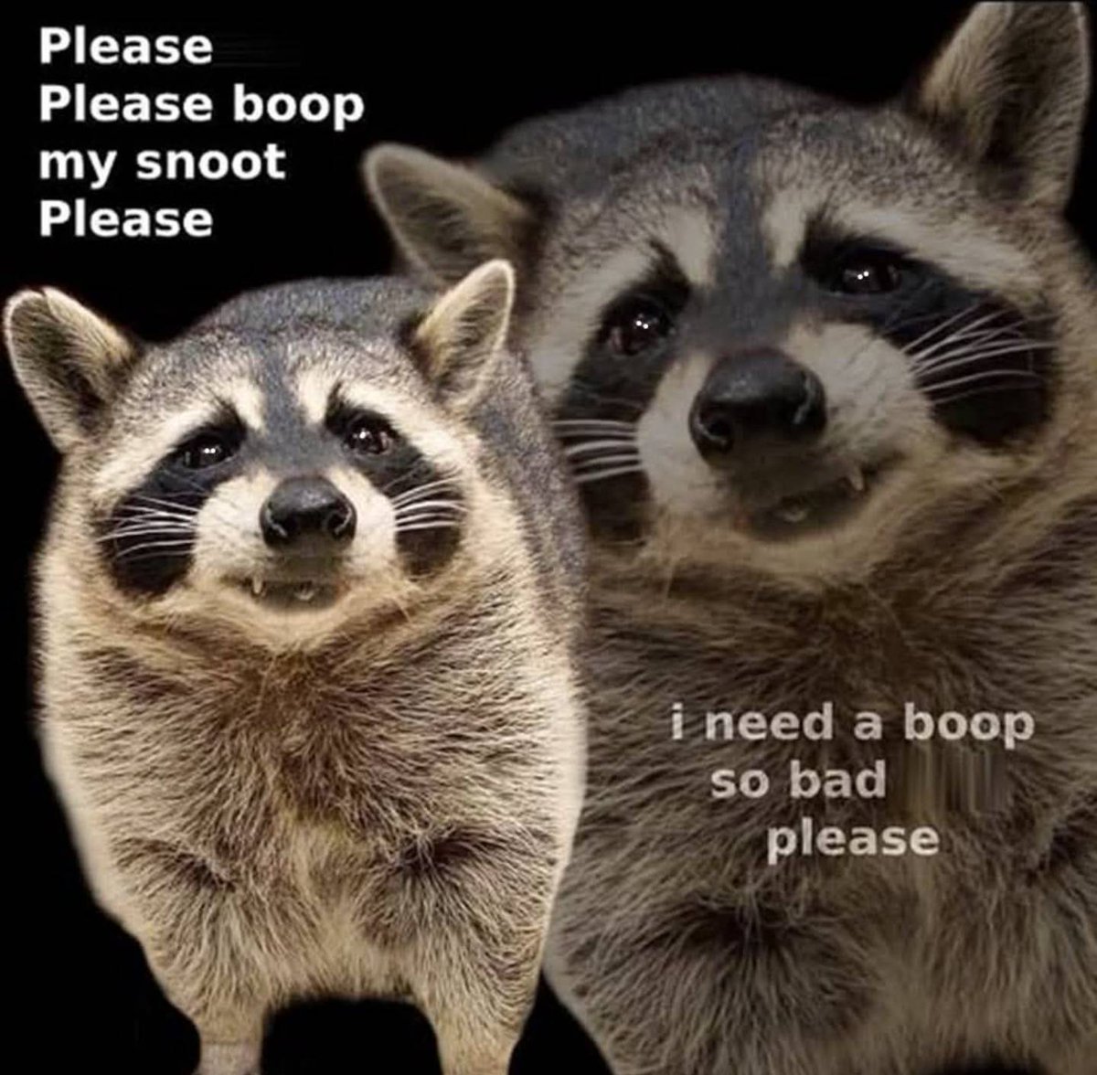ShouldHaveRacc's tweet image. 