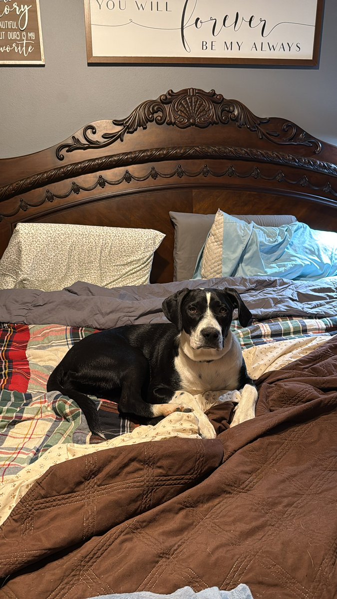 NoblesLawFirm's tweet image. 9:45 pm on a Friday and Iβm thinking Chicken the Dog has the right idea β it is almost bedtime.
Welcome to old age.